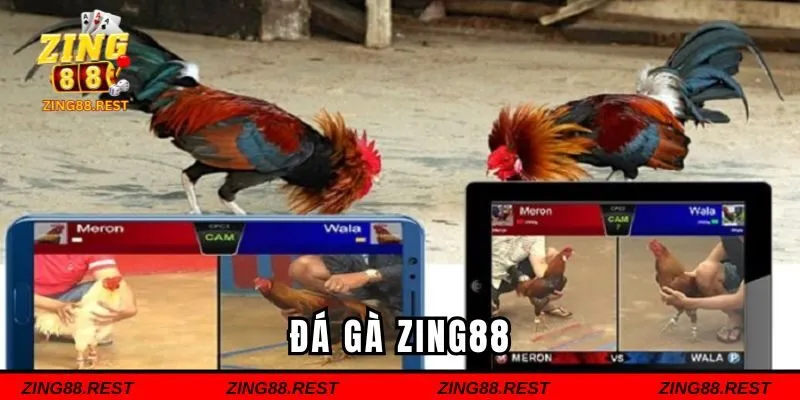 Đá gà Zing88 là một sân chơi cá cược chuyên nghiệp