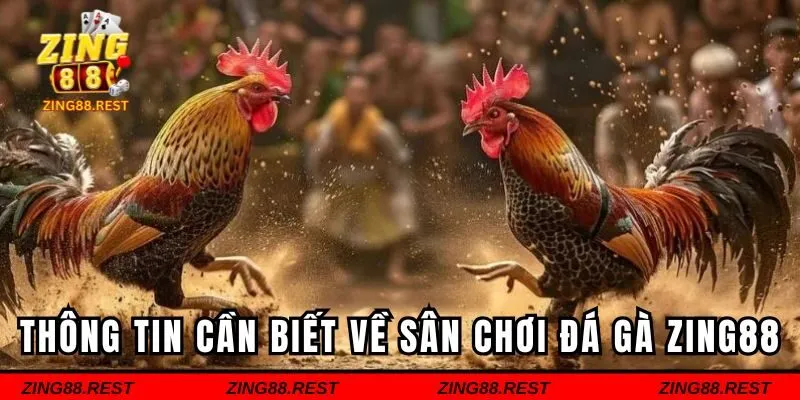 Những thông tin cần biết về sân chơi đá gà Zing88